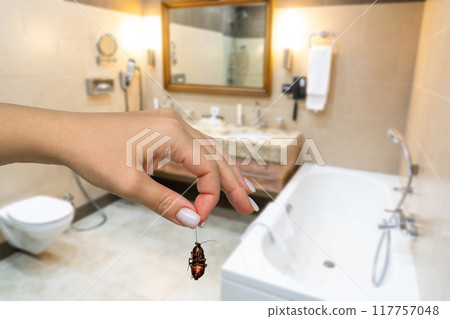 Female hand holding big dead cockroach over blurred background of bathroom. Concept of pest control Female hand holding big dead cockroach over blurred background of bathroom. Concept of pest control 117757048