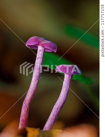 Laccaria amethystina, commonly known as the amethyst deceiver. Mushrooms close up 117757158