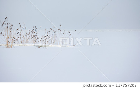 Minimal winter landscape with dry reed standing in white snow 117757202