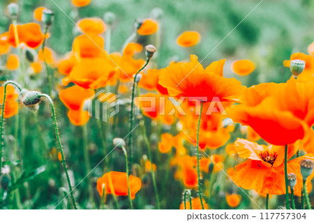field of poppy flowers field of poppy flowers 117757304