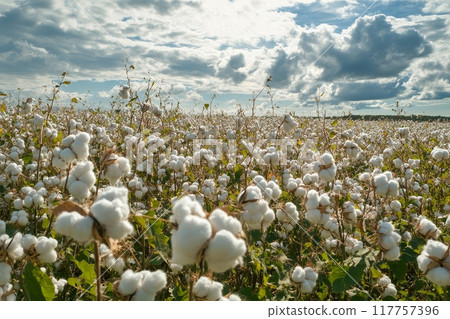 A vast cotton field with fluffy white bolls stretches to the horizon under a dramatic sky filled with billowing clouds, creating a stunning agricultural panorama 117757396