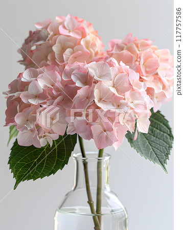 This image showcases a beautiful closeup of delicate pink hydrangea flowers arranged in a glass vase, a perfect addition to any decor with its elegant and natural beauty 117757586