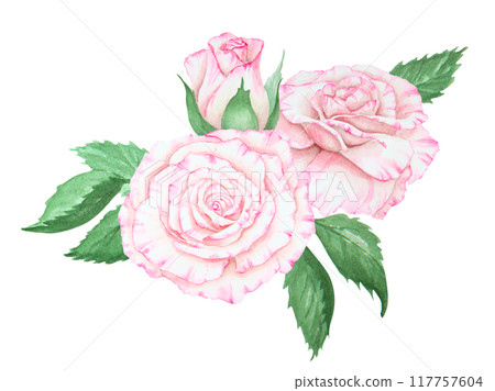 Light pink rose bouquet. Watercolor botanical illustration. Hand drawn clipart, cut out and isolated. Realistic flower drawing for delicate wedding prints, invitations, cards. Romantic design element. 117757604