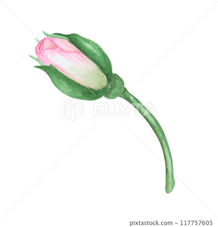 Light pink rose bud. Watercolor botanical illustration. Hand drawn clip art, cut out and isolated. Realistic flower drawing for delicate wedding prints, invitations, cards. Romantic design element. Light pink rose bud. Watercolor botanical illustration. Hand drawn clip art, cut out and isolated. Realistic flower drawing for delicate wedding prints, invitations, cards. Romantic design element. 117757605