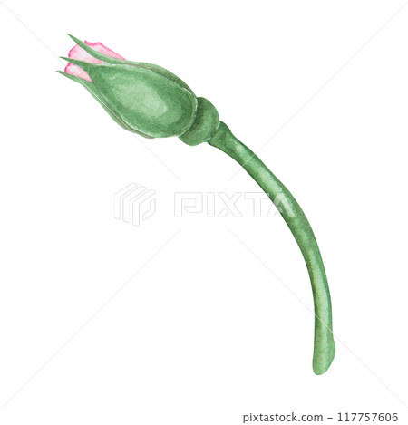 Light pink rose bud. Watercolor botanical illustration. Hand drawn clip art, cut out and isolated. Realistic flower drawing for delicate wedding prints, invitations, cards. Romantic design element. Light pink rose bud. Watercolor botanical illustration. Hand drawn clip art, cut out and isolated. Realistic flower drawing for delicate wedding prints, invitations, cards. Romantic design element. 117757606