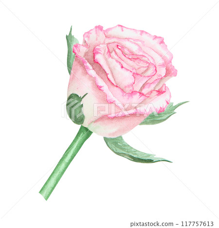 Light pink rose bud. Watercolor botanical illustration. Hand drawn clip art, cut out and isolated. Realistic flower drawing for delicate wedding prints, invitations, cards. Romantic design element. Light pink rose bud. Watercolor botanical illustration. Hand drawn clip art, cut out and isolated. Realistic flower drawing for delicate wedding prints, invitations, cards. Romantic design element. 117757613