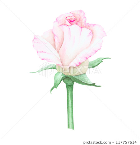 Light pink rose bud. Watercolor botanical illustration. Hand drawn clip art, cut out and isolated. Realistic flower drawing for delicate wedding prints, invitations, cards. Romantic design element. Light pink rose bud. Watercolor botanical illustration. Hand drawn clip art, cut out and isolated. Realistic flower drawing for delicate wedding prints, invitations, cards. Romantic design element. 117757614
