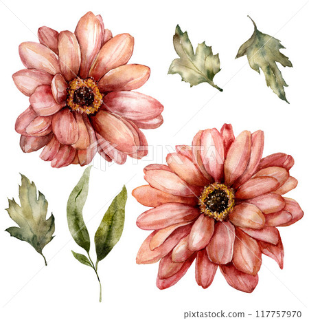 Watercolor meadow flowers set of aster and leaves. Hand painted floral elements of wildflowers isolated on white background. Holiday Illustration for design, print, fabric, background. 117757970