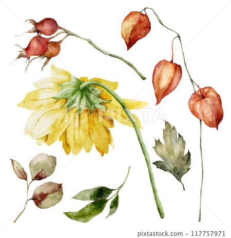 Watercolor meadow flowers set of aster, physalis and dog rose. Hand painted floral elements of wildflowers isolated on white background. Holiday Illustration for design, print, fabric, background. Watercolor meadow flowers set of aster, physalis and dog rose. Hand painted floral elements of wildflowers isolated on white background. Holiday Illustration for design, print, fabric, background. 117757971
