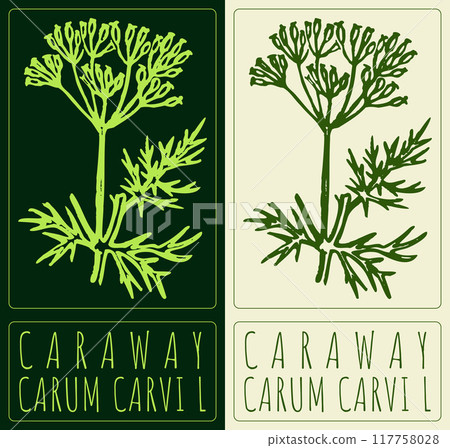 Vector drawing CARAWAY. Hand drawn illustration. Latin name is ROSA CARUM CARVI L 117758028