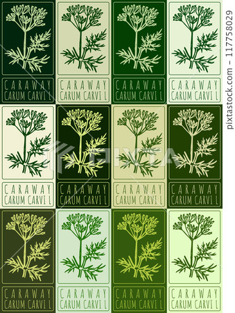 Set of vector drawing CARAWAY in various colors. Hand drawn illustration. Latin name is CARUM CARVI L 117758029