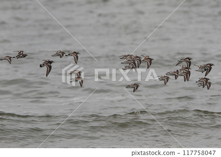 A flock of Kentish Turnstones in flight A flock of Kentish Turnstones in flight 117758047