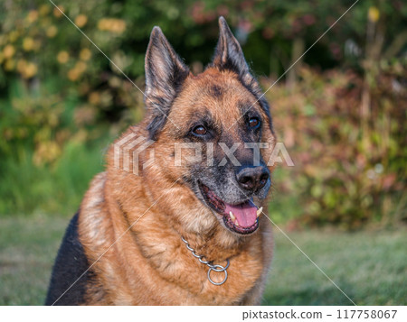 Portrait of German Shepherd posing in the garden Portrait of German Shepherd posing in the garden 117758067
