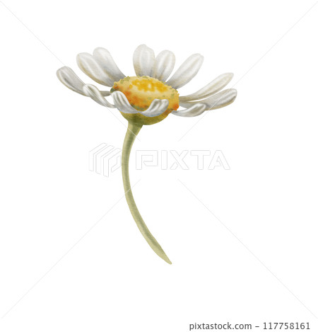 Field daisy as a symbol of tenderness, love and family. In delicate colors. Watercolor technique for your prints, patterns, logos Field daisy as a symbol of tenderness, love and family. In delicate colors. Watercolor technique for your prints, patterns, logos 117758161