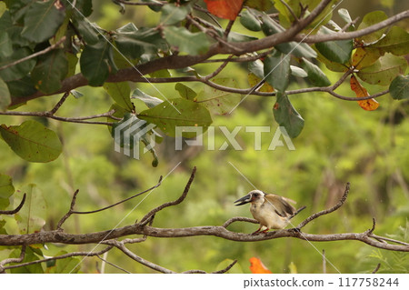 慶祝魚Shashin 117758244