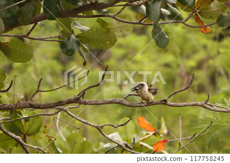 慶祝魚Shashin 慶祝魚Shashin 117758245