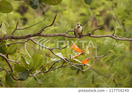 慶祝魚Shashin 117758249