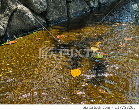 Autumn leaves floating in the stream in Tatsumi's garden Autumn leaves floating in the stream in Tatsumi's garden 117758265
