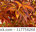 Autumn leaves starting to change color in Tatsumi's garden 117758268