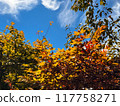 Autumn leaves and blue sky in Tatsumi Garden, Matsumoto City 117758271