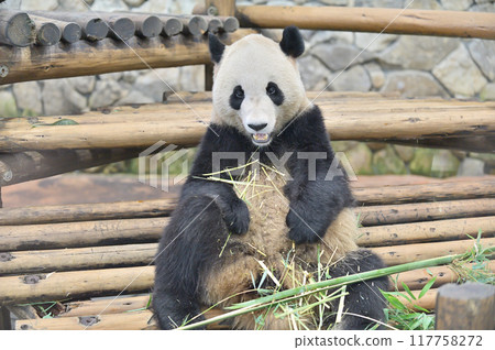 Eihama looks satisfied with the delicious bamboo Eihama looks satisfied with the delicious bamboo 117758272