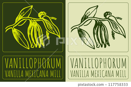Vector drawing VANILLOPHORUM. Hand drawn illustration. Latin name is VANILLA MEXICANA MILL Vector drawing VANILLOPHORUM. Hand drawn illustration. Latin name is VANILLA MEXICANA MILL 117758333