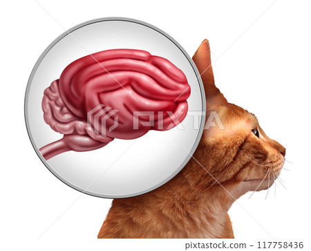 Cat Brain 117758436
