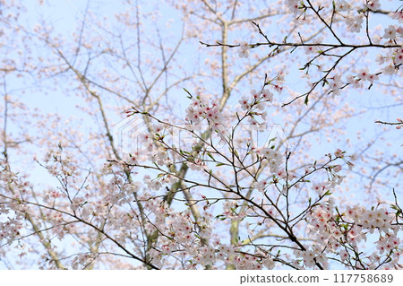 Cherry blossoms in full bloom Somei Yoshino Cherry blossoms in full bloom Somei Yoshino 117758689