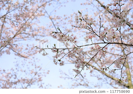 Cherry blossoms in full bloom Somei Yoshino Cherry blossoms in full bloom Somei Yoshino 117758690