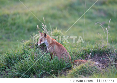 Hondo Fox 117758873
