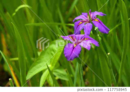 Hana shawab Hana shawab 117758945