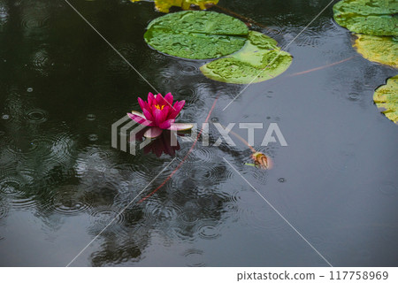 Rain and Water Lilies [Nagano Prefecture] 117758969
