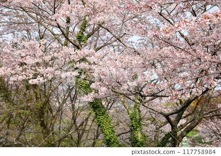 盛開的櫻花 染井吉野 117758984