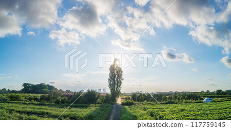 Poplar trees standing in the Minuma rice fields, Saitama Prefecture Minuma rice fields 117759145