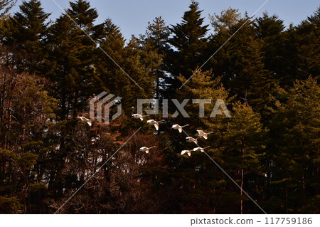 天鵝在奧克 117759186