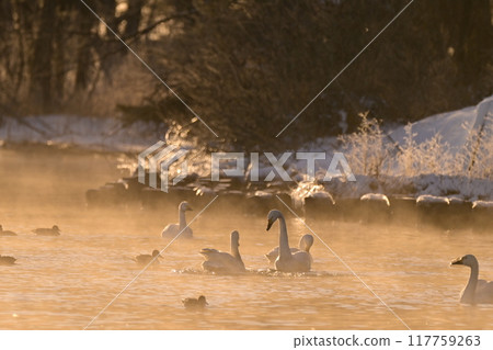 在豬苗代湖的天鵝 117759263