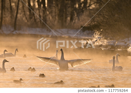 在豬苗代湖的天鵝 117759264