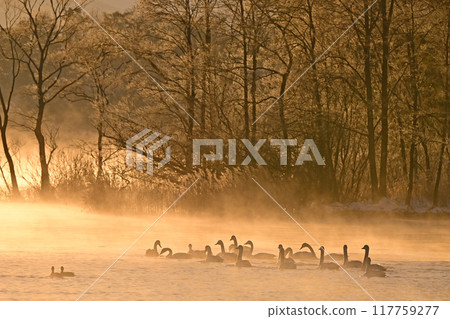 在豬苗代湖的天鵝 在豬苗代湖的天鵝 117759277