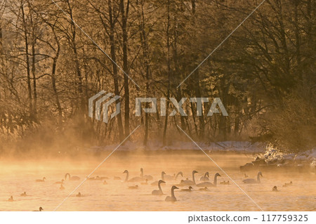 Swan in Lake Inawashiro 117759325