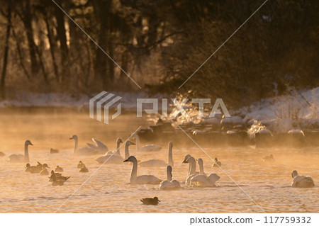 Swan in Lake Inawashiro 117759332