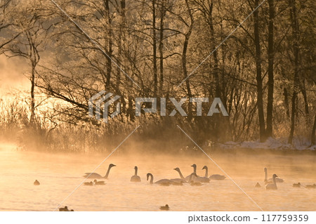 Swan in Lake Inawashiro Swan in Lake Inawashiro 117759359