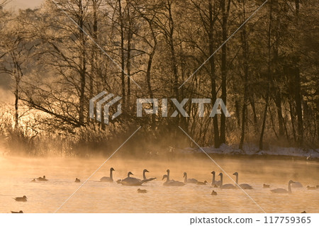 在豬苗代湖的天鵝 在豬苗代湖的天鵝 117759365