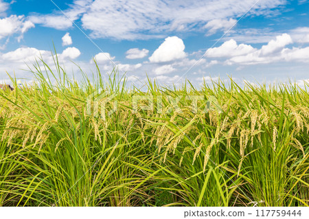 "Saitama Prefecture" Summer scenery of the Minuma rice fields, Saitama City "Saitama Prefecture" Summer scenery of the Minuma rice fields, Saitama City 117759444