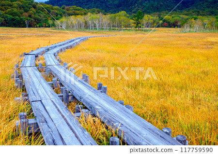 秋葉和木板路 117759590
