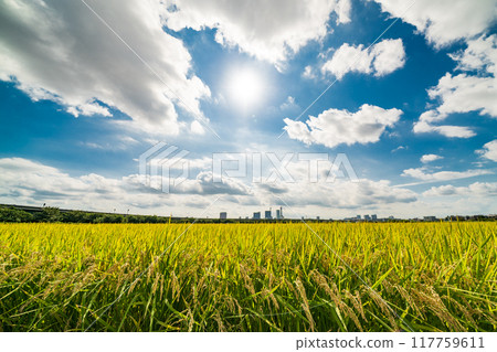"Saitama Prefecture" Summer scenery of the Minuma rice fields, Saitama City 117759611