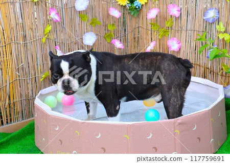 Mighty, the Boston terrier, swimming in the pool in front of cool morning glories and bamboo blinds. Mighty, the Boston terrier, swimming in the pool in front of cool morning glories and bamboo blinds. 117759691