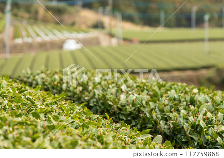 Tea leaves after harvest Tea leaves after harvest 117759868