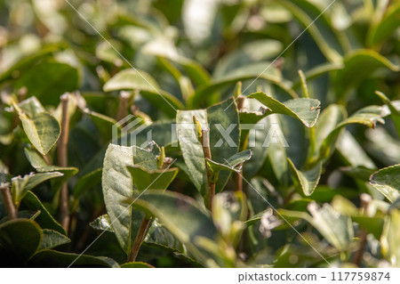 茶樹芽 茶樹芽 117759874