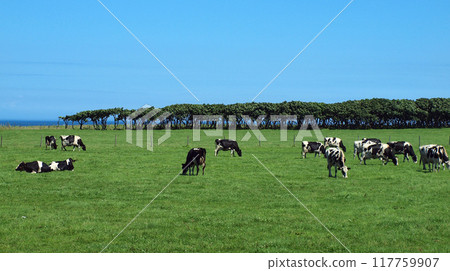 Cows grazing on a grassland pasture under a blue sky Cows grazing on a grassland pasture under a blue sky 117759907