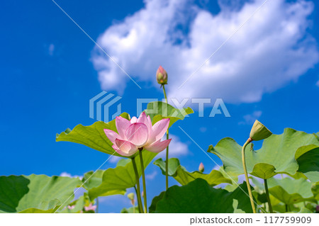 Lotus flowers blooming at the Fujiwara Palace ruins in midsummer in Kashihara City, Nara Prefecture Lotus flowers blooming at the Fujiwara Palace ruins in midsummer in Kashihara City, Nara Prefecture 117759909
